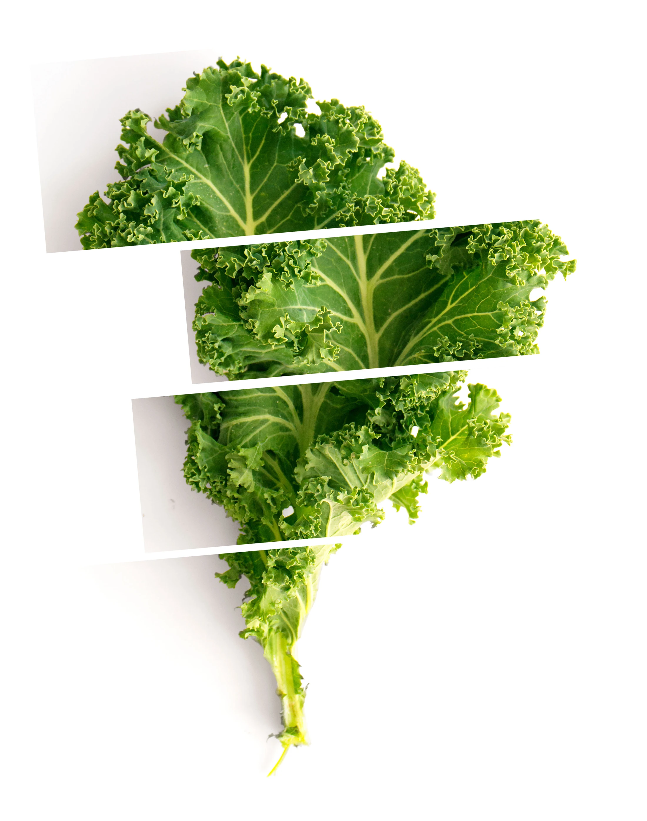 A kale leaf divided into clean diagonal slices, used in the Kyoto packaging imagery